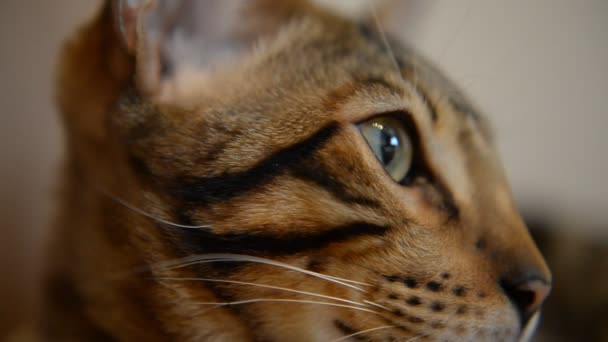 ベンガル子猫 ホームクローズアップ — ストック動画