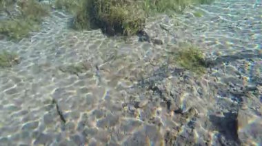 Mavi sulu göl, balık. Sualtı ateşi