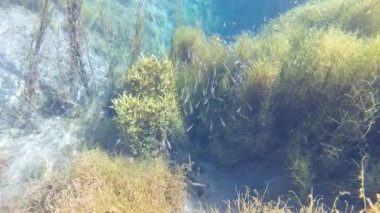 Mavi sulu göl, balık. Sualtı ateşi