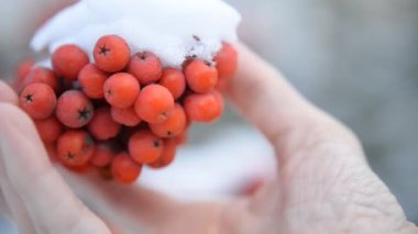 Sonbaharda dağ külleri ilk karla kaplanır. 