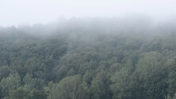 Πρωί Καλοκαίρι Δάσος Ομίχλη Εναέρια Λήψη — Αρχείο Βίντεο