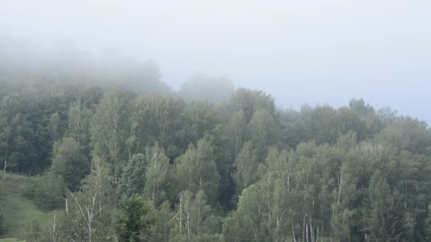 Matin, été Forêt, brouillard, prise de vue aérienne  