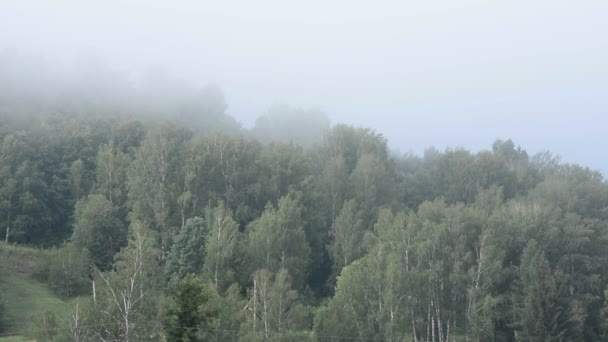 Sabah Yaz Ormanı Sis Hava Çekimi — Stok video