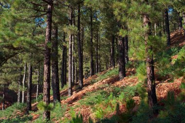 La Palma yanardağı adasındaki inanılmaz orman.