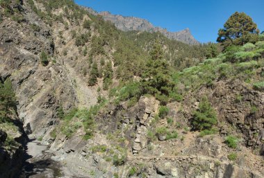 La Palma ana canyon aracılığıyla doğa yürüyüşü