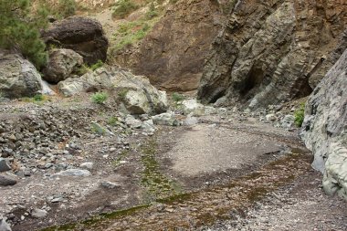 La Palma ana canyon aracılığıyla doğa yürüyüşü
