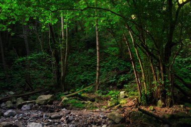Akşam fotoğraf ile Tripod