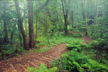 Akşam fotoğraf ile Tripod