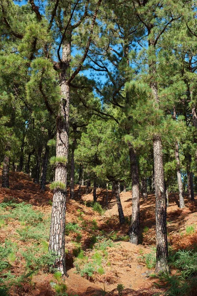 Floresta Incrível Ilha Palma Vulcão — Fotografia de Stock