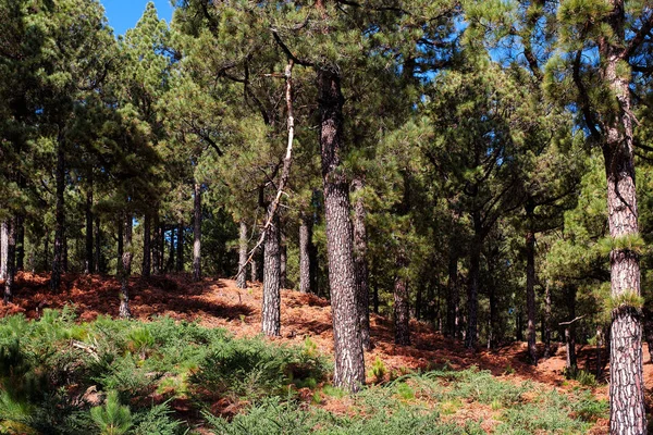 Floresta Incrível Ilha Palma Vulcão — Fotografia de Stock