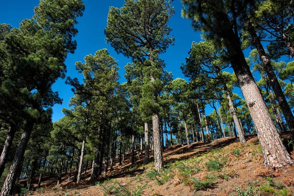 Amazing Forest Island Palma Volcano — Stock Photo, Image