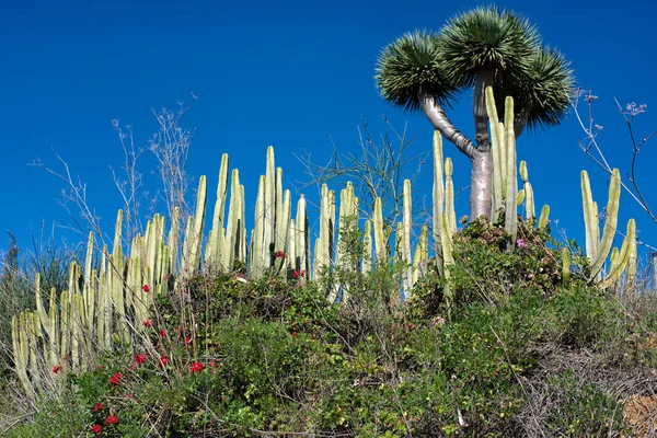 Foto en la isla — Foto de Stock