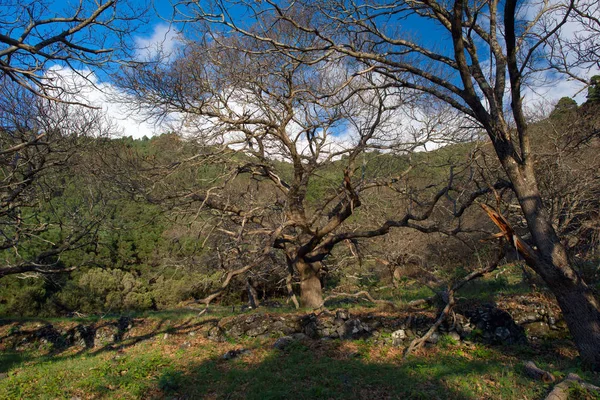 神奇树上拉帕尔马 — 图库照片