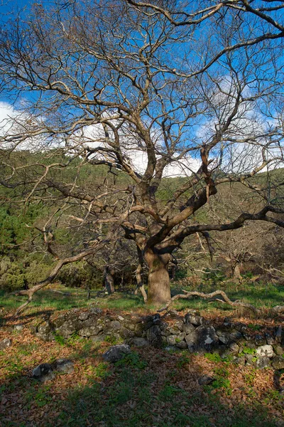 ラ ・ パルマ島の驚くべき木 — ストック写真