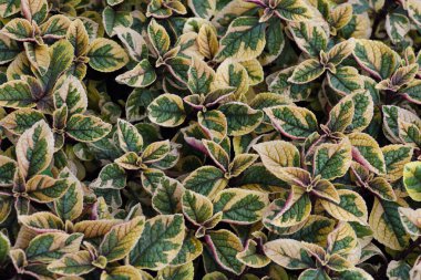 Madeira botanik bahçede çiçek