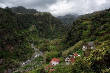 Madeira Adası ormanları