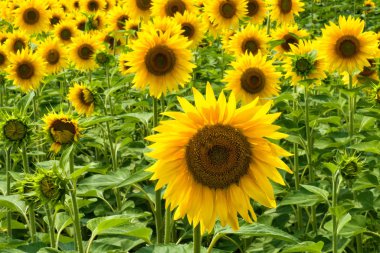  Yeni Kuban açık alanlar