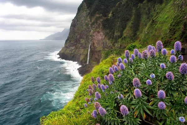 Úžasné Madeira na jaře Stock Fotografie
