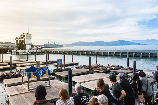 샌 프란 시스 코, 미국-2015 년 11 월 21 일: 부두 39-부두 39 부두에서 일광욕 하는 많은 바다 사자 있다. 그들을 보고, 11 월 21 일, 샌 프란 시스 코, 미국에와 서 많은 관광 — 스톡 사진
