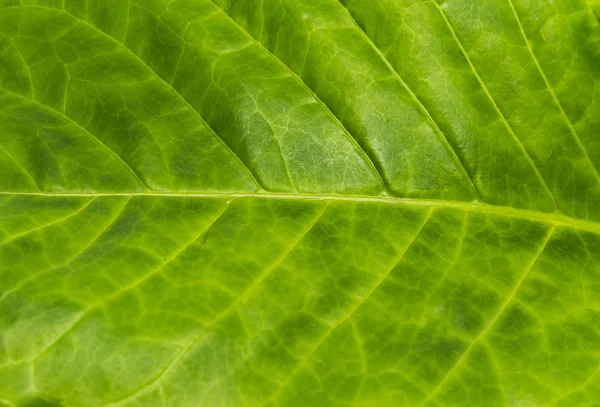 Struttura primo piano di sfondo foglia di caffè verde con messa a fuoco selettiva — Foto Stock