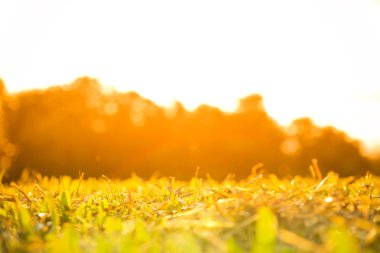 Sabah güneş patlaması ve soyut doğa arka plan kavramı doğal bokeh parlak yeşil ve kurutulmuş çim