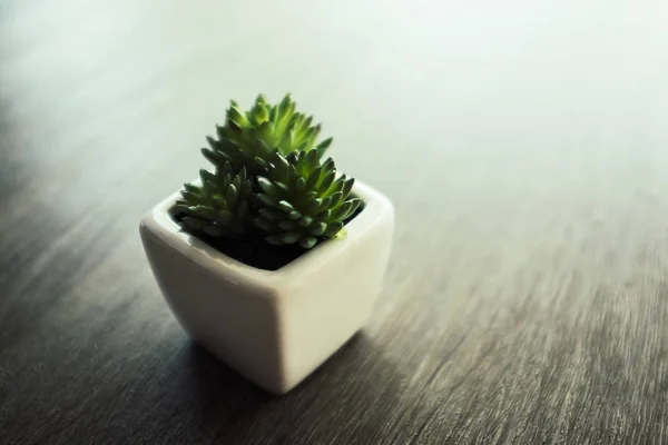Kleine Groene Cactus Geplant Witte Keramische Pot Houten Tafel Met — Stockfoto