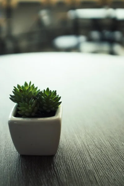 Petit Cactus Vert Planté Dans Pot Céramique Blanche Sur Une — Photo