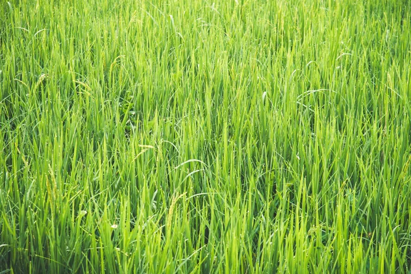 Концепція Фонового Зображення Зеленого Рисового Поля Горизонтальному Перегляді — стокове фото