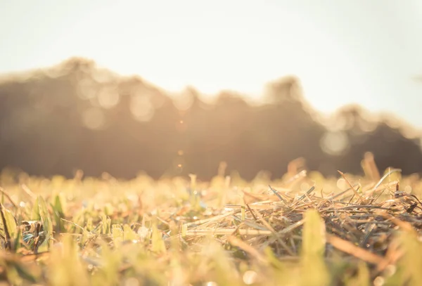 Hierba Verde Seca Con Destello Sol Matutino Bokeh Natural Brillante —  Fotos de Stock