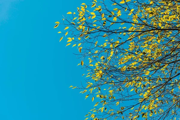 Hermosa Licencia Amarilla Con Cielo Azul — Foto de Stock