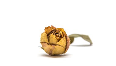 Kurumuş gül çiçeği beyaz arkaplanda izole edilmiş