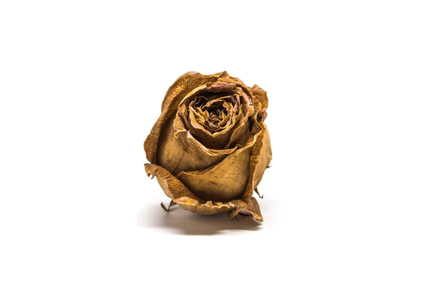 Dried rose flower head isolated on white background — Stock Photo, Image