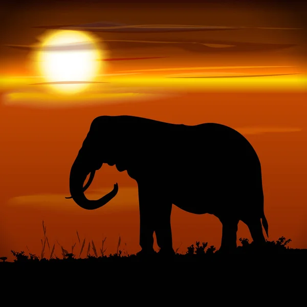 Silhouette of elephant — Stock Vector