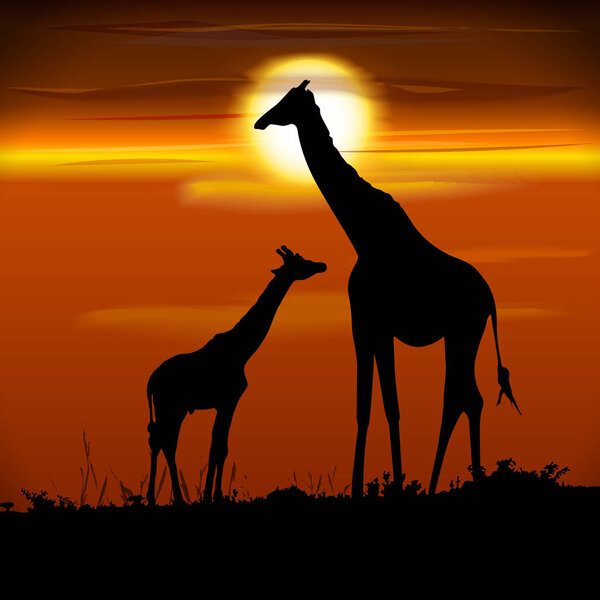 Silhouettes of two giraffes. Mother with Baby giraffes