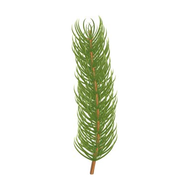 Çam dalı. Vektör çizim