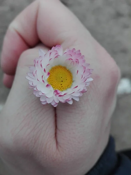 Fiore in mano — Foto Stock