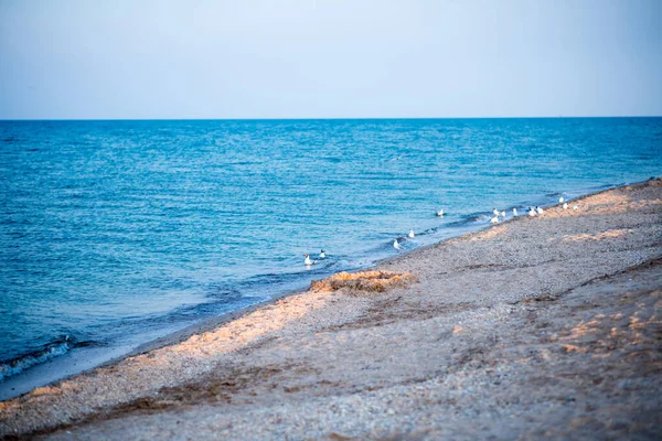 Gaviotas Playa Barcos Mar — Foto de Stock