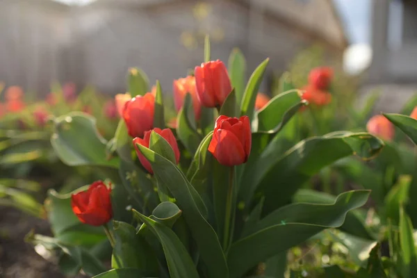 Red Tulips Garden Red Yellow Tulips — Stock Photo, Image