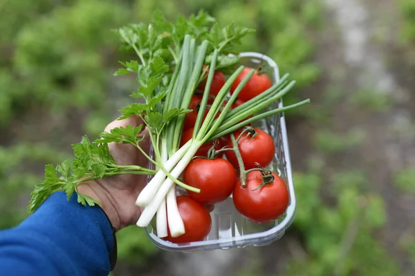 Mano Sosteniendo Tomates Maduros Perejil Cebolla Verde Jardín — Foto de Stock