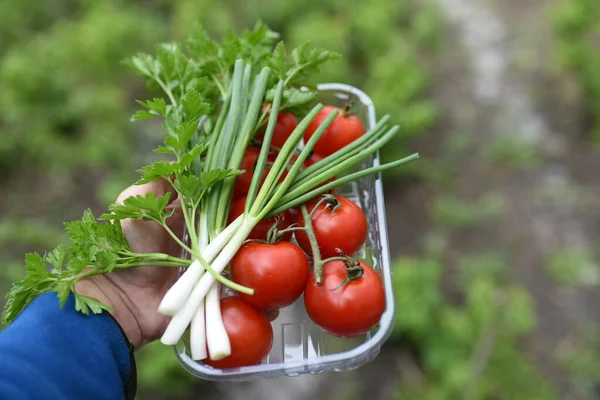 Main Tenant Tomates Mûres Persil Oignon Vert Dans Jardin — Photo
