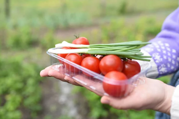 Hand Hält Reife Tomaten Und Grüne Zwiebeln Garten — Stockfoto