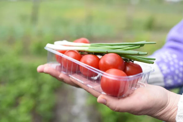 Frische Tomaten Der Hand Frische Tomaten Einem Korb Frühlingsgemüse Zugverpflegung — Stockfoto