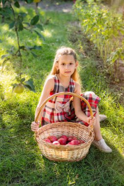 Güzel kız elma hasat eder. Elma bahçesi. Çocuk elinde elmalarla bir sepet tutuyor. Bahçede bir yürüyüş. Uzun saçlı kız gülümser ve doğada yürür.