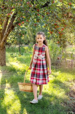 Güzel kız elma hasat eder. Elma bahçesi. Çocuk elinde elmalarla bir sepet tutuyor. Bahçede bir yürüyüş. Uzun saçlı kız gülümser ve doğada yürür.