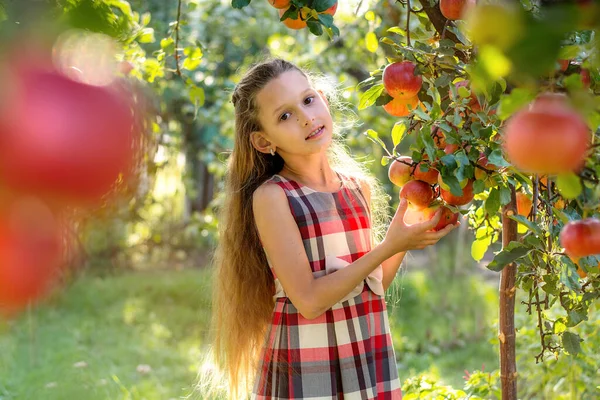 Schöne Mädchen Erntet Äpfel Apfelplantage Das Kind Hält Äpfel Und — Stockfoto