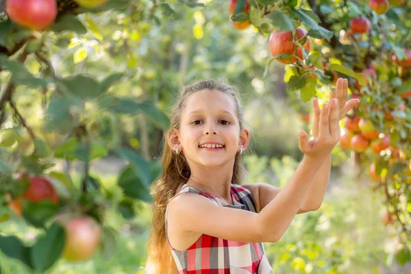 Bella Ragazza Raccoglie Mele Frutteto Mele Bambino Tiene Mele Cesto — Foto Stock