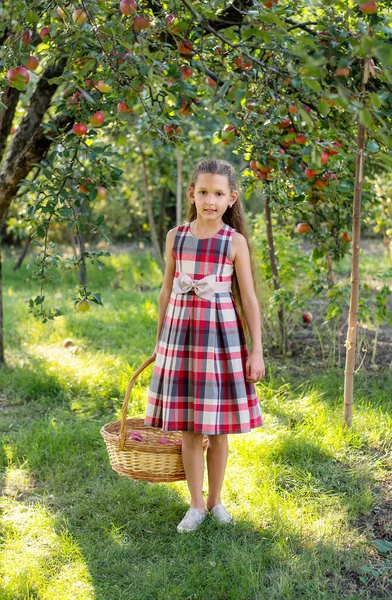 Hermosa Chica Cosecha Manzanas Huerto Manzanas Niño Sostiene Manzanas Una — Foto de Stock