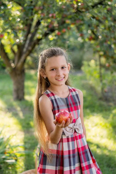 Piękna Dziewczyna Zbiera Jabłka Jabłkowy Sad Dziecko Trzyma Jabłka Kosz — Zdjęcie stockowe
