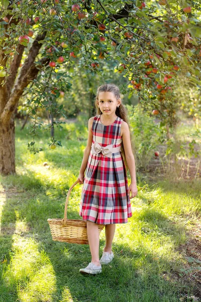 Schöne Mädchen Erntet Äpfel Apfelplantage Das Kind Hält Äpfel Und — Stockfoto