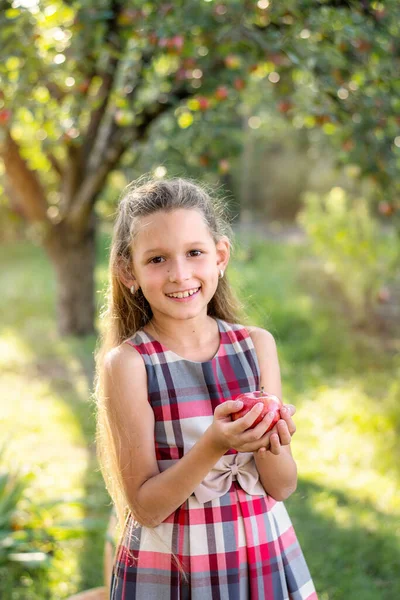 아름다운 소녀는 사과를 거둔다 과수원 아이는 사과와 바구니를 사과를 정원으로 — 스톡 사진